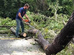 Best Tree Preservation Services  in Weston, MO