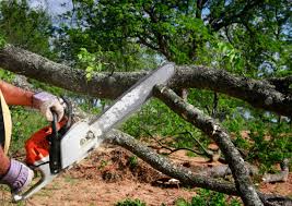 Best Tree Cabling and Bracing  in Weston, MO