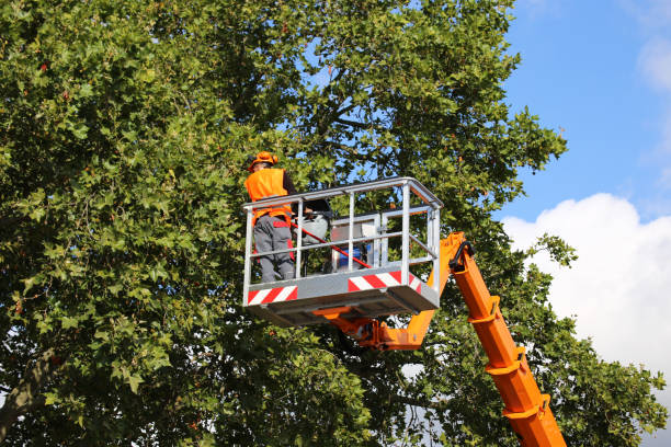 Best Seasonal Cleanup (Spring/Fall)  in Weston, MO