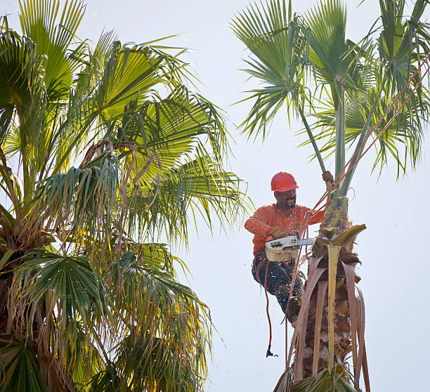 Best Emergency Tree Removal  in Weston, MO